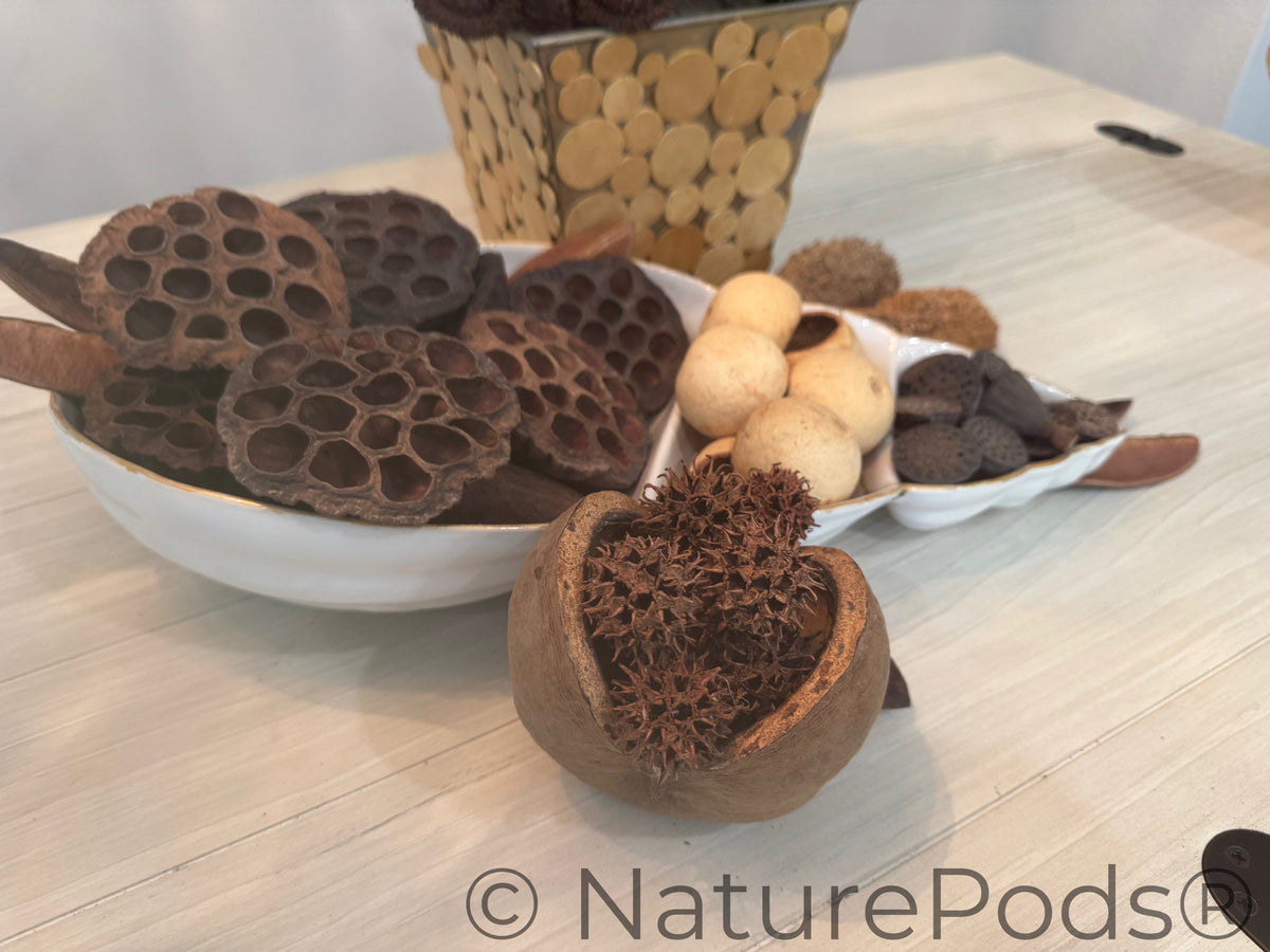 Jungle Pod /Split Nut Pod