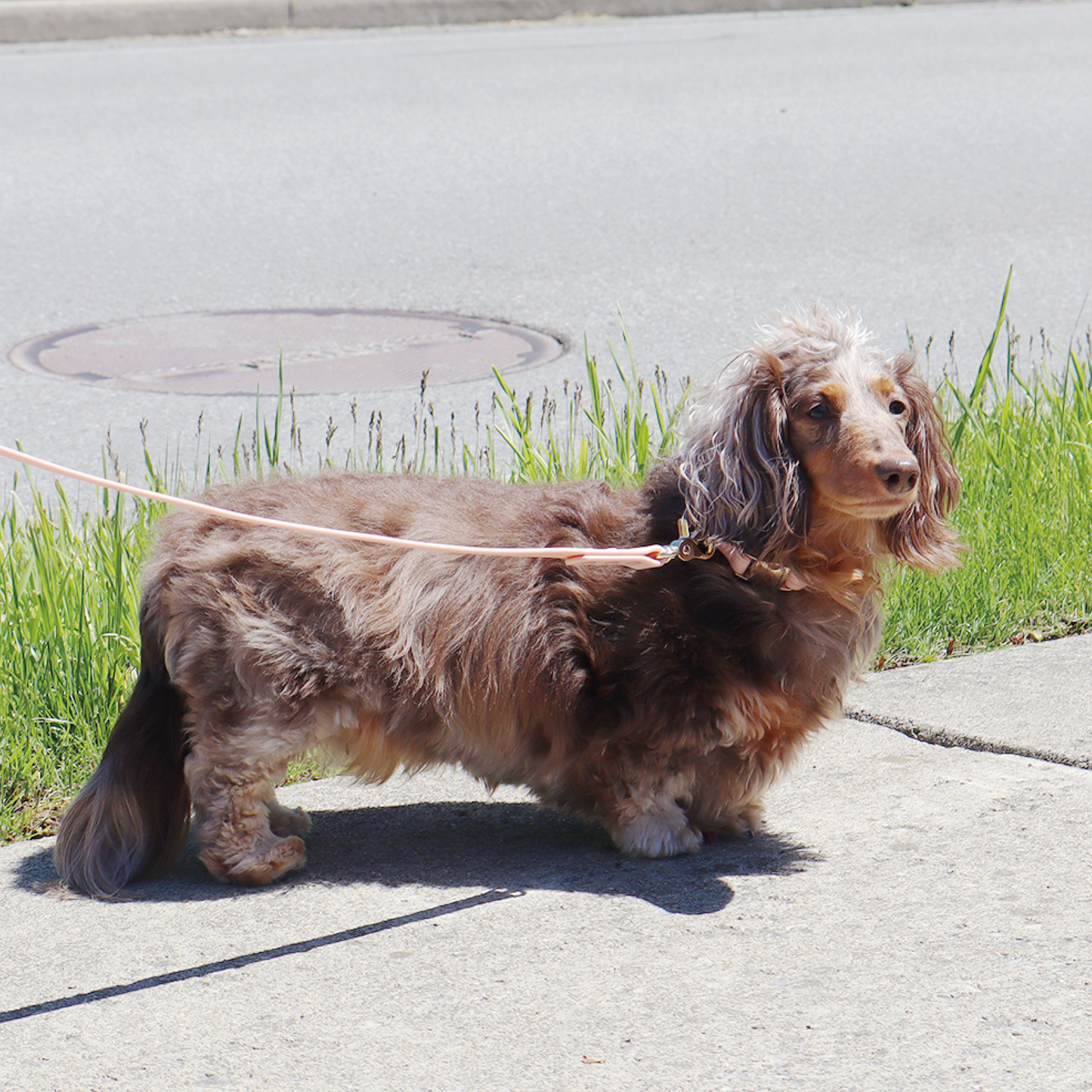 Waterproof Dog Leash | Blue