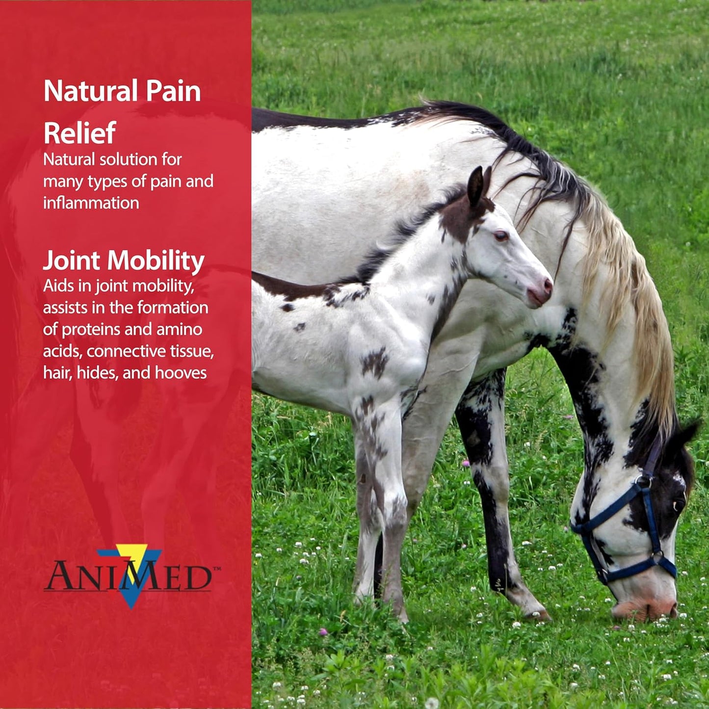 AniMed Pure MSM Horse Joint Supplement Horse Care Support USA Made 16 oz.