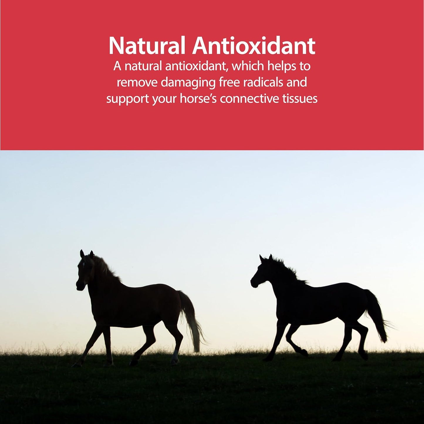 AniMed Pure MSM Horse Joint Supplement Horse Care Support USA Made 16 oz.