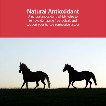 AniMed Pure MSM Horse Joint Supplement Horse Care Support USA Made 16 oz.