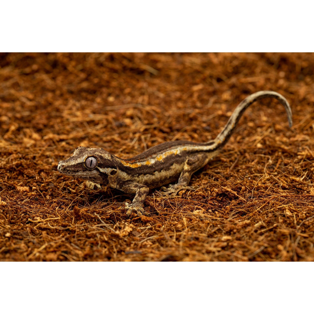 ReptiEarth Breeder Blocks and Bundles