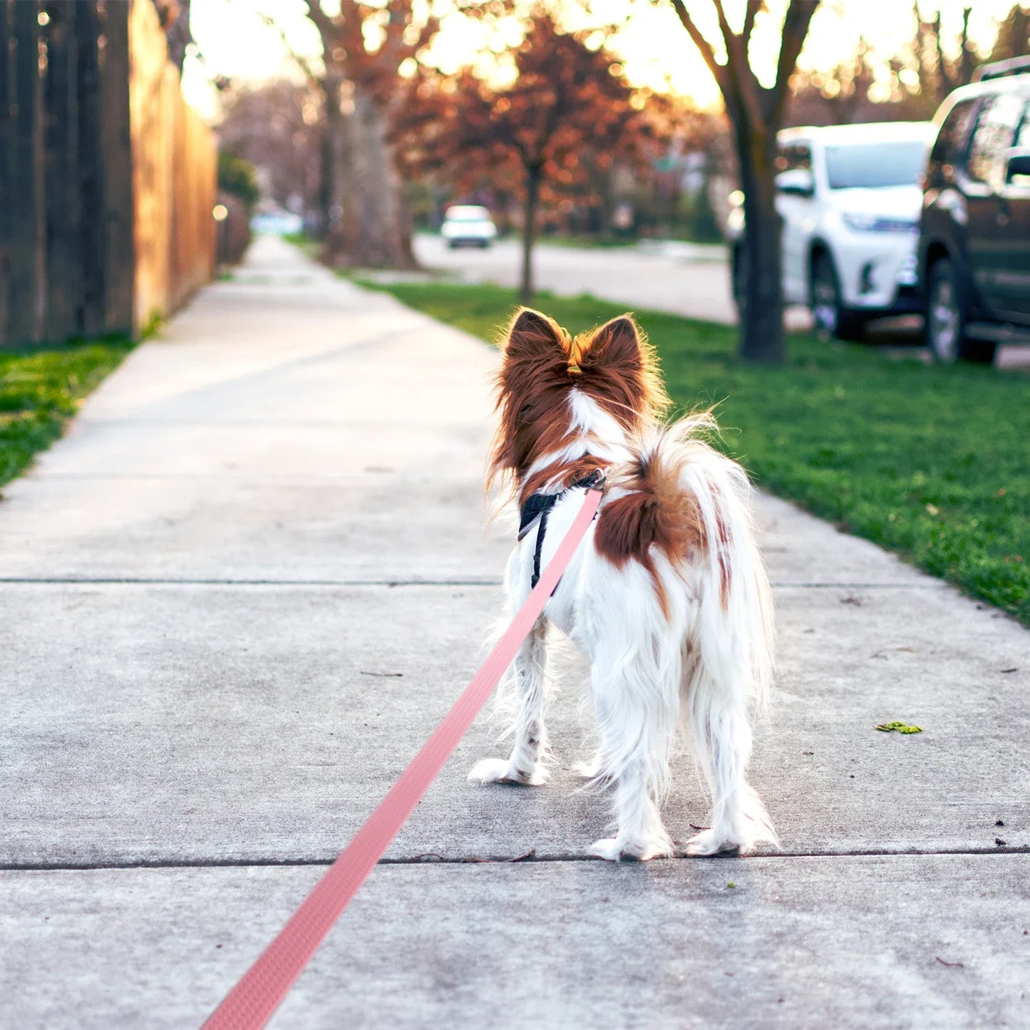 1.8M 3M 5M 10M  PVC Dog Leash for Large / Medium