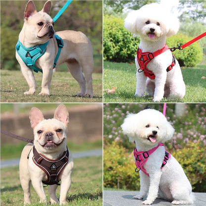 Harness and Leash for Small Dog