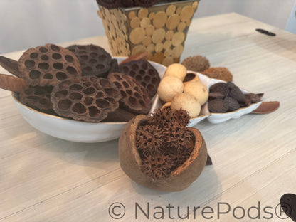 Jungle Pod /Split Nut Pod