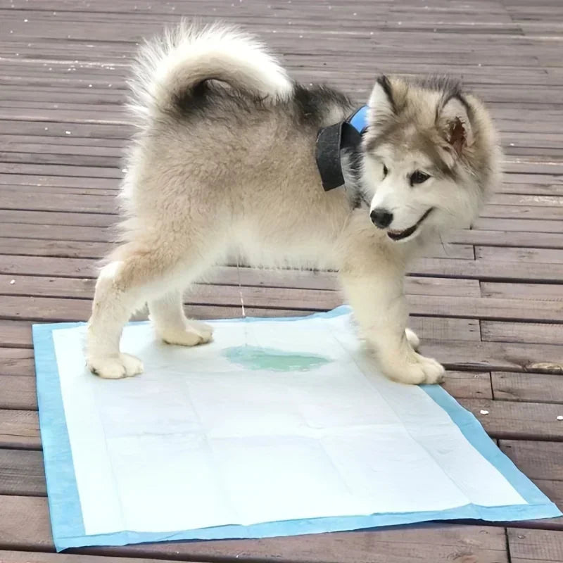 Absorbent Disposable Dog Diapers & Training Pads