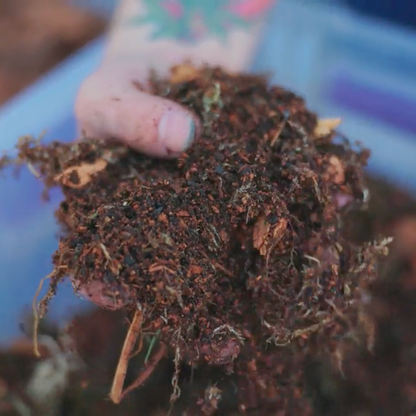 TropicalBase Terrarium Mix; Bioactive Ready to Use